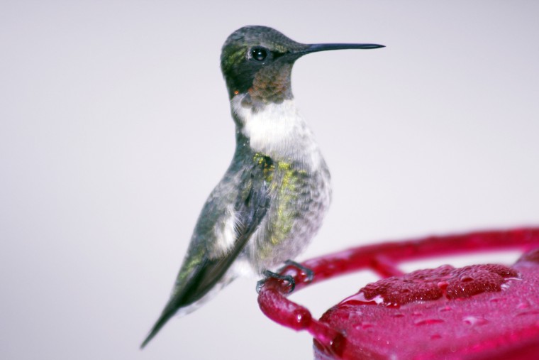 coastal journal caring for hummingbirds in the cold coastal journal caring for hummingbirds in the cold
