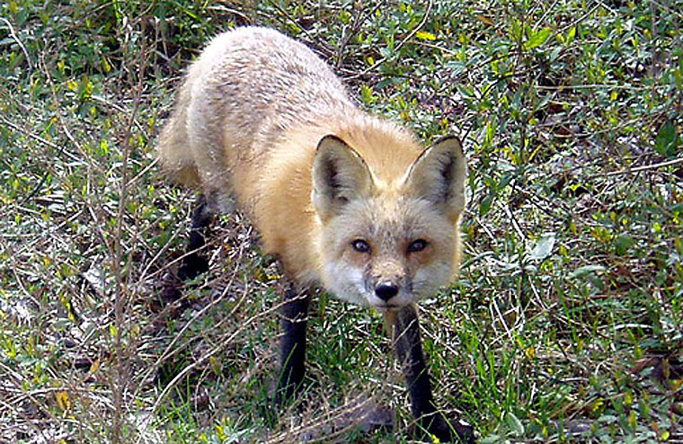 Virginia beach wild animals