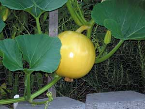 Is this a squashkin growing in Tysh Edwards’ Bay Colony yard? (Tysh Edwards)