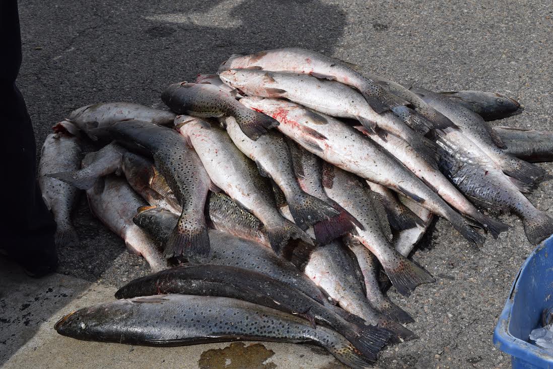 Virginia Marine Police arrest two accused of poaching thousands of