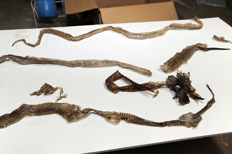 Couple: Real estate agent sold us snake-infested home - The Virginian-Pilot