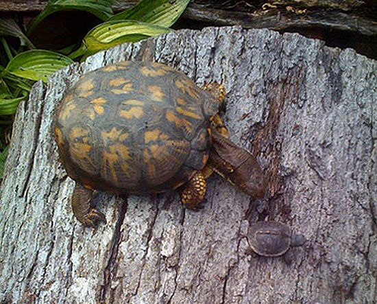 A Senate committee approved a request to bestow official state reptile status on the Eastern Box Turtle. Rocky Bob is the smaller turtle pictured. (photo courtesy Deborah Brehony)