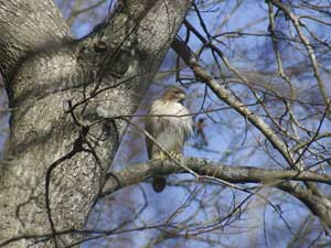 A red-tailed hawk surveys the land for dinner near Lake Meade in Suffolk. (Chris Witherspoon)