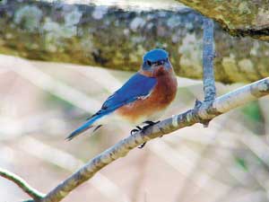 A bluebird checks out Karen Beatty's yard in Hunt Club Forest, Virginia Beach
