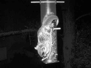 A flying squirrel visits a North End sunflower seed feeder. (Buddy Matthews)