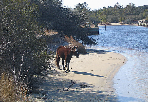 Jeep rentals outer banks wild horses