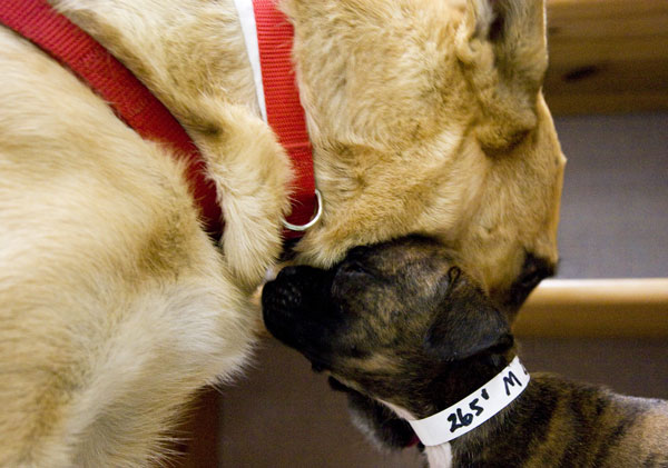 A three-year-old German Shepher mix and five-week-old male Boxer,