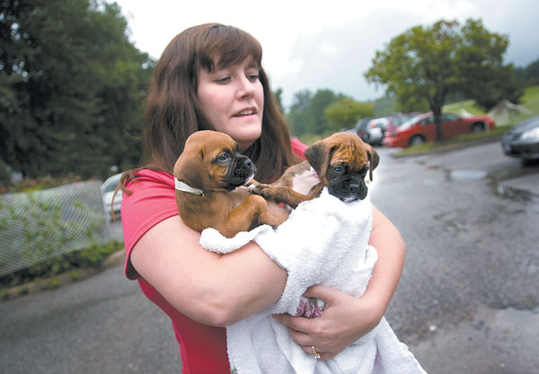 Teresa Lamarche, above, community outreach director for the Virginia Beach SPCA, carries 5-week-old boxers to the car Monday.