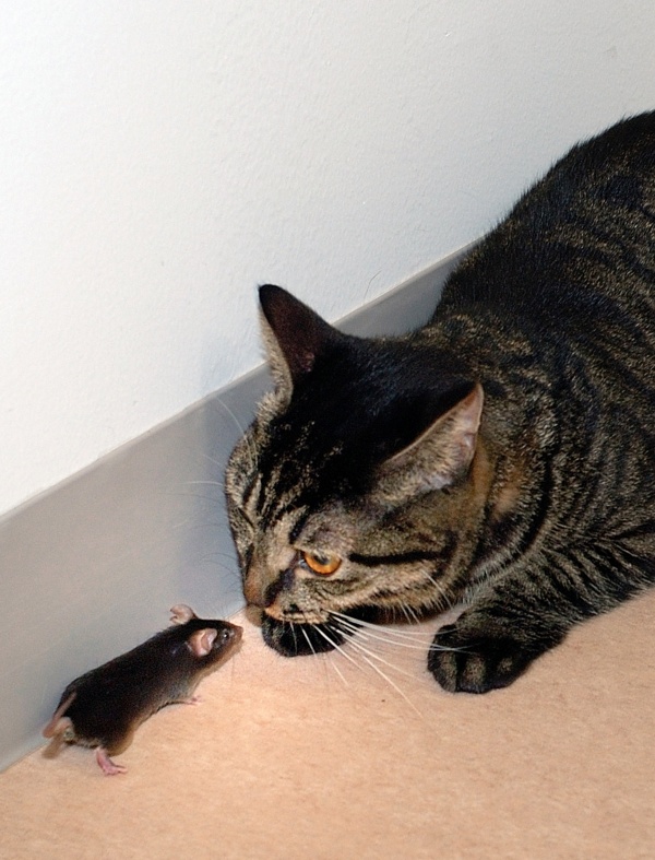 A genetically modified mouse stays near a cat at Tokyo University's 