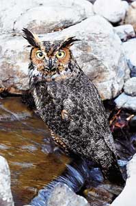 Great Horned Owl - Reese Lukei