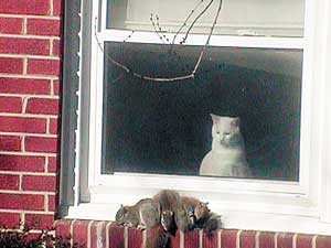 Cat watches squirrels - Ray Marshall