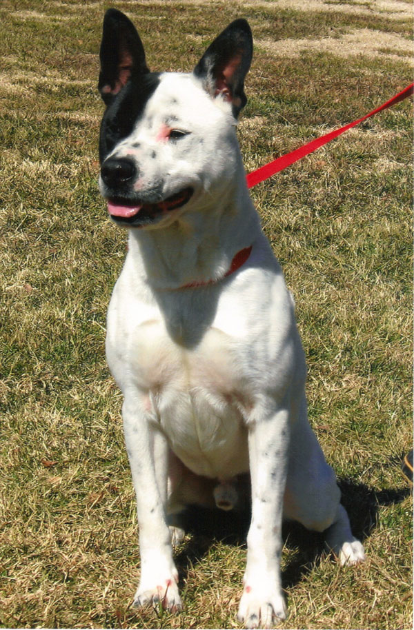 Spudz, male, 2, 
mixed; energetic; already has microchip