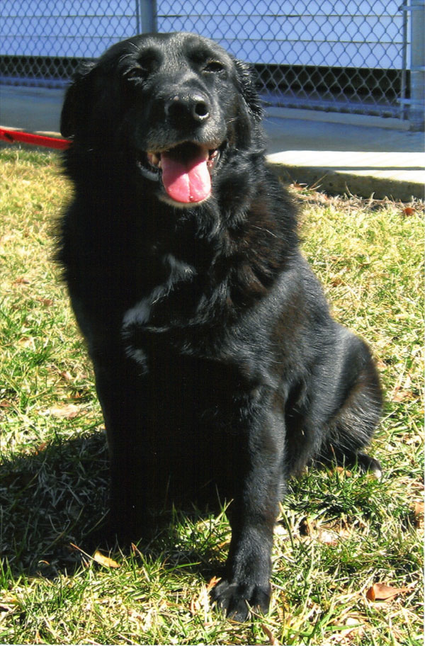 Sugar Bear,  
female, 7, mixed; affectionate but no small children