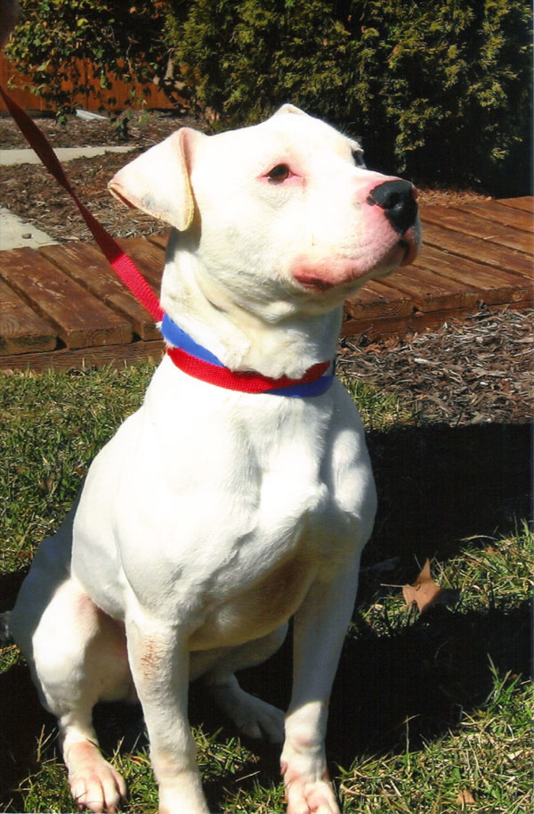 Bruce, male, pit 
bull, 7-9 months old; no other pets or young kids