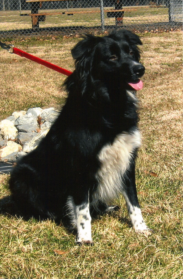 Ciara, female, 
Australian shepherd-mix, 4; no pets or young kids