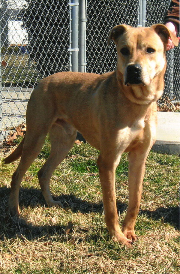 Eli, male, 1½, 
mixed breed, loves to be center of attention