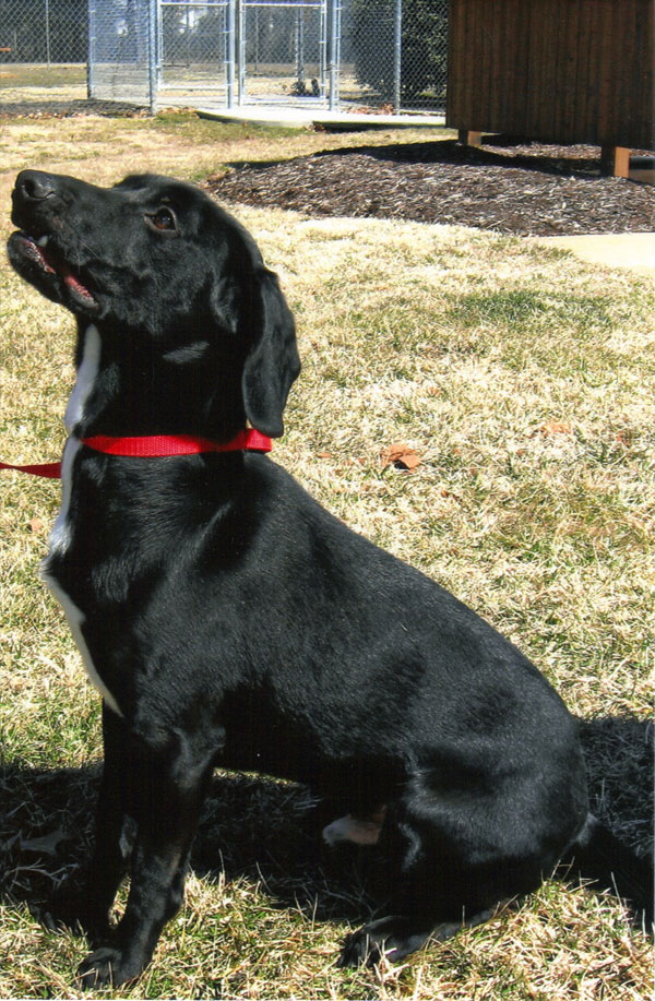 Mason, male, about
 1, Labrador-mix, still a lot of puppy in him