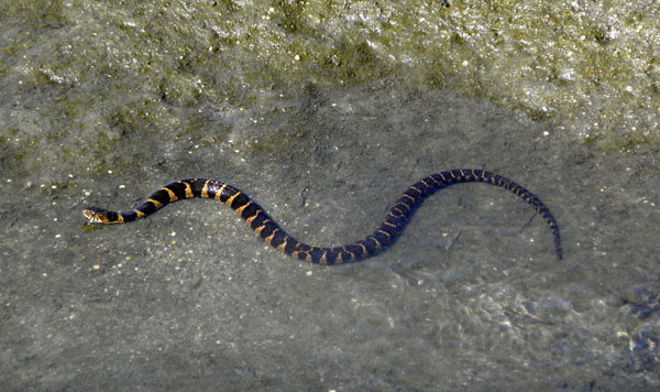 Northern water snake, a common sighting, has mean streak 