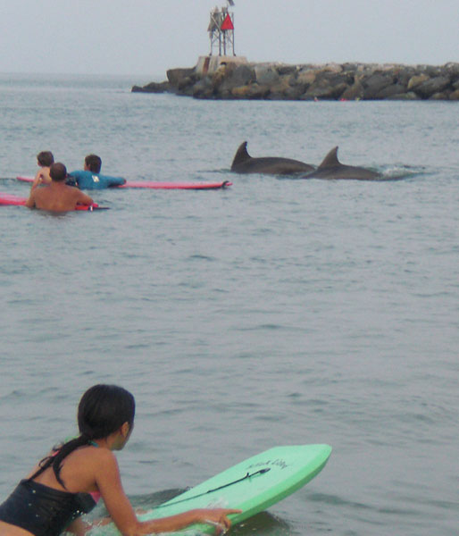 Dolphins at Virginia Beach