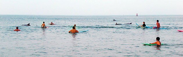 Dolphins at Virginia Beach