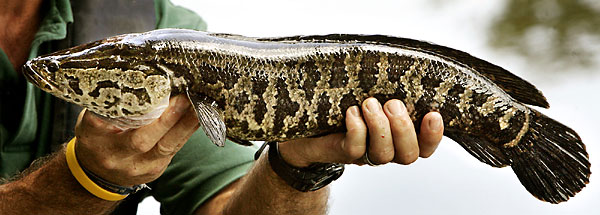fishing snakehead guide