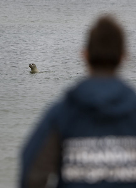 Puddy the seal