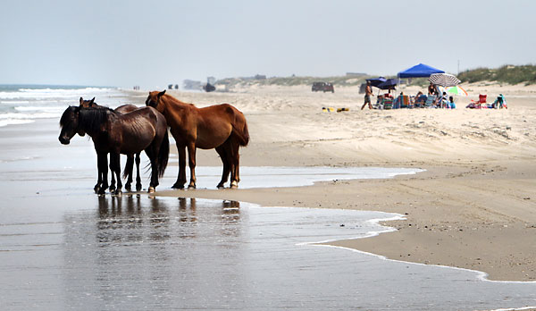 Tidewater - Wild Horse Plains Tidewater - Wild Horse Plains