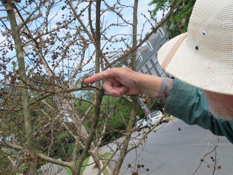 What's killing crape myrtles in N.C.? Experts stumped ...balance of pasquotank county 