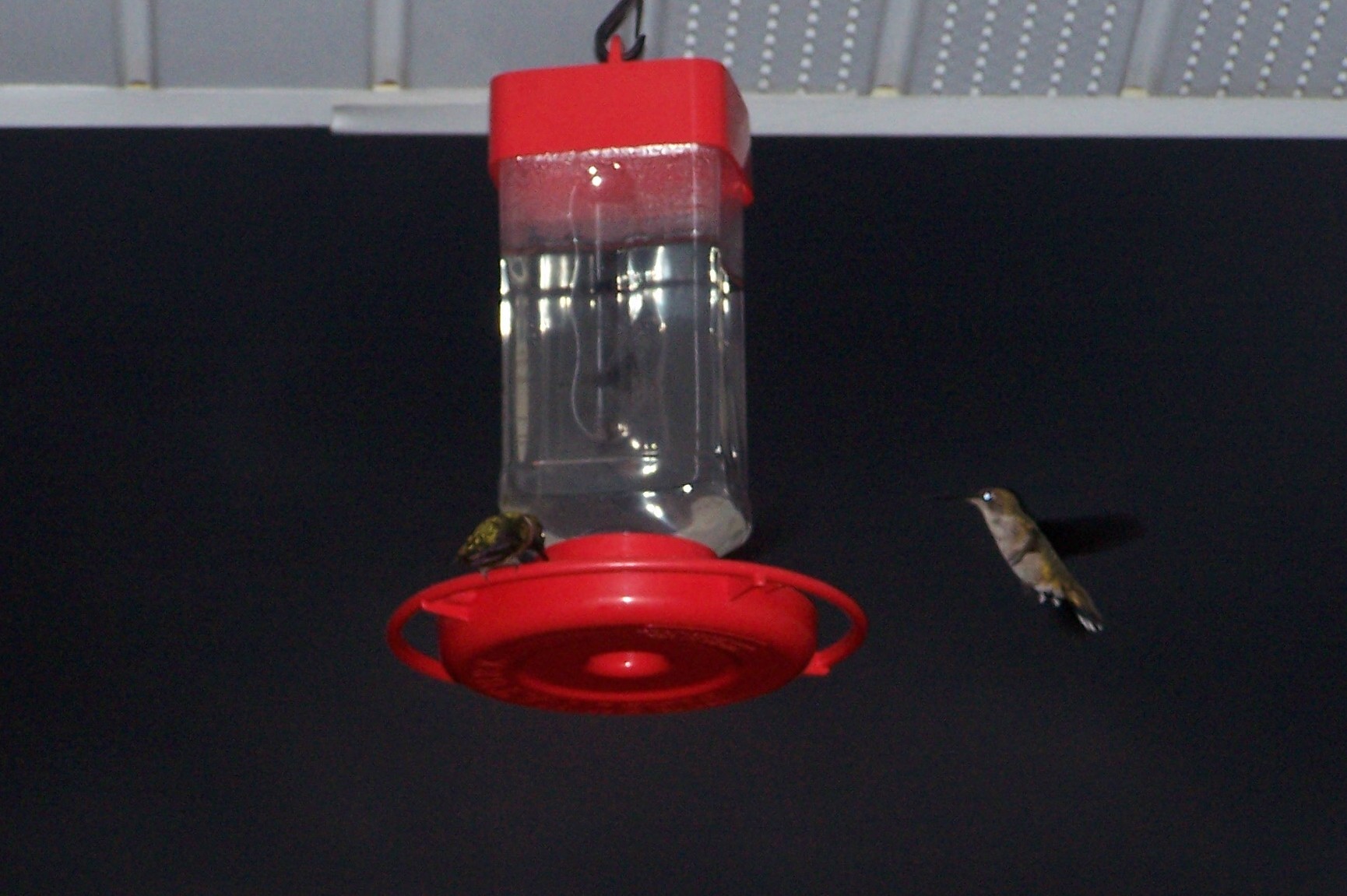 humming birds
