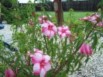 pan hibiscus