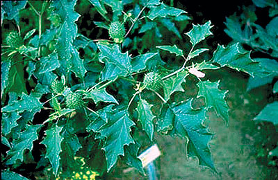 Jimson weed is a smelly plant resembling a spiked pear with green leaves, the weed is a dangerous hallucinogen. It is found on roadways, in fields and just about anyplace weeds grow in rural Virginia. 

 
 
 
 
 
 
 
