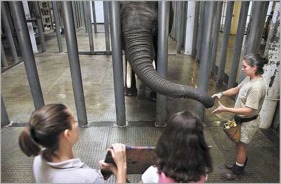 Zookeeper Jill Tarrant hands Cita, a 38-year-old African elephant, a paintbrush as fellow zookeeper Aubry Jacobsen, left, helps Kristen Buck of New York City steady the canvas for the elephant