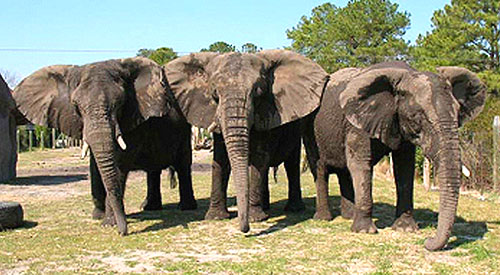 The image “http://media.hamptonroads.com/media/content/pilotonline/2007/05/0516elephants500x275.jpg” cannot be displayed, because it contains errors.
