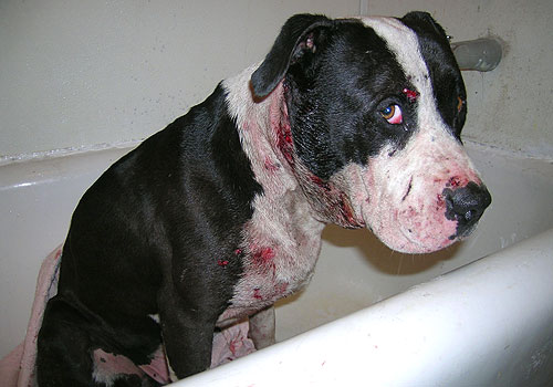 The dog was recovered by The Humane Society of the United States.