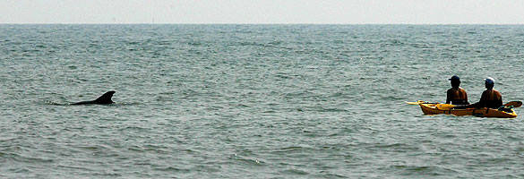 Dolphin Count Dolphin Count